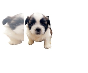 Shih Tzu Puppy for sale in MOSES LAKE, WA, USA