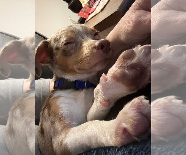 Medium Photo #3 Rat-Cha Puppy For Sale in Alexandria, KY, USA