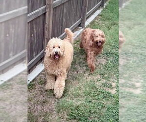 Poodle (Standard) Dogs for adoption in Dumont, NJ, USA