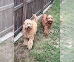 Small Poodle (Standard)