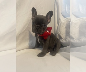 French Bulldog Puppy for sale in ATLANTA, GA, USA