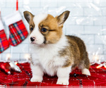 Small #10 Cardigan Welsh Corgi