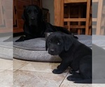 Small #34 Labrador Retriever