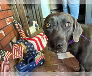 Labrador Retriever Dogs for adoption in Rancho Cucamonga, CA, USA