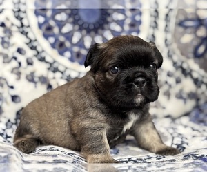 French Bulldog Puppy for sale in NEWTON, NJ, USA