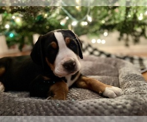 Greater Swiss Mountain Dog Puppy for sale in ARNOLD, MO, USA