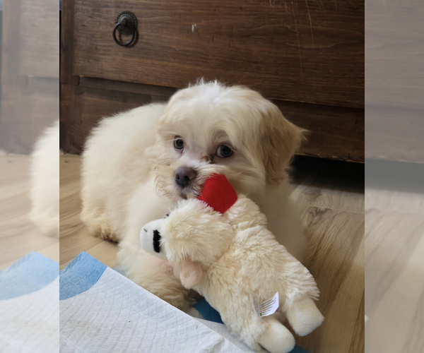 Medium Photo #3 Mutt Puppy For Sale in Candler, NC, USA