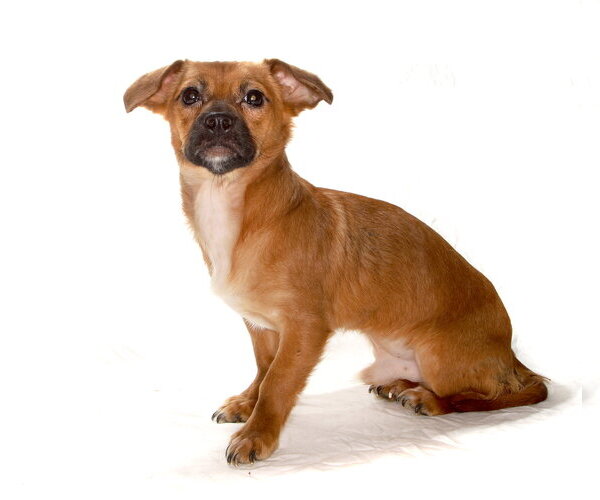 Medium Photo #2 Chihuahua Puppy For Sale in Oakland Park, FL, USA