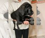 Small Photo #9 Cane Corso Puppy For Sale in SEATTLE, WA, USA