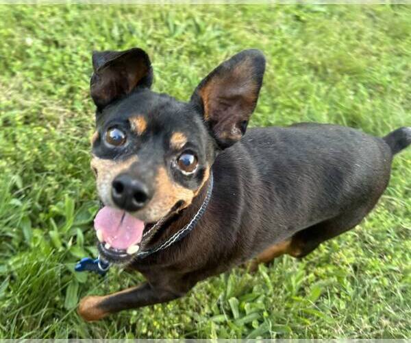 Medium Photo #1 Miniature Pinscher Puppy For Sale in Spring Lake, NC, USA