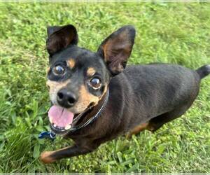 Miniature Pinscher Dogs for adoption in Spring Lake, NC, USA