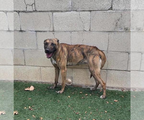 Medium Photo #4 Holland Shepherd-Plott Hound Mix Puppy For Sale in Rockwall, TX, USA