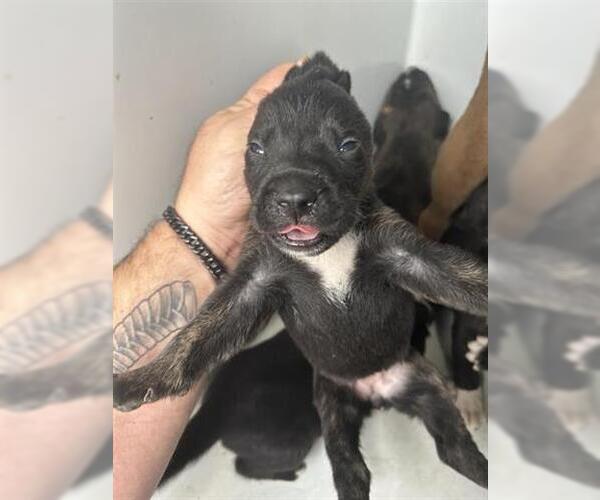 Medium Photo #1 Mutt Puppy For Sale in Houston, TX, USA