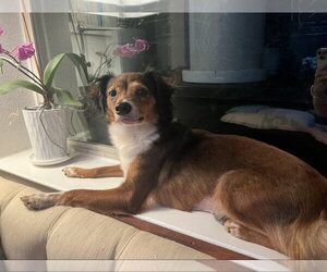 Chihuahua-Unknown Mix Dogs for adoption in Missouri City, TX, USA