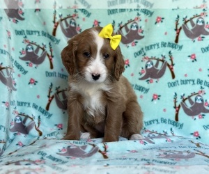 Goldendoodle Puppy for sale in LAKELAND, FL, USA