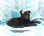 Small Photo #4 German Shepherd Dog Puppy For Sale in LANCASTER, PA, USA