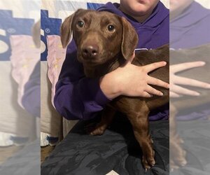 Dachshund-Labrador Retriever Mix Dogs for adoption in Ogden, UT, USA