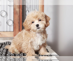 ShihPoo Puppy for sale in NAPLES, FL, USA