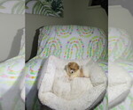 Small #2 Pomeranian