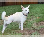 Small #2 white german shepherd Mix