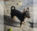 Small Photo #2 Miniature Pinscher-Unknown Mix Puppy For Sale in Cottage Grove, MN, USA