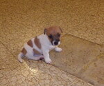 Small #2 Jack Russell Terrier