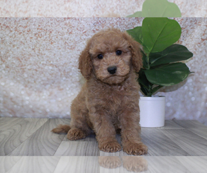 Cavapoo Puppy for sale in MARIETTA, GA, USA