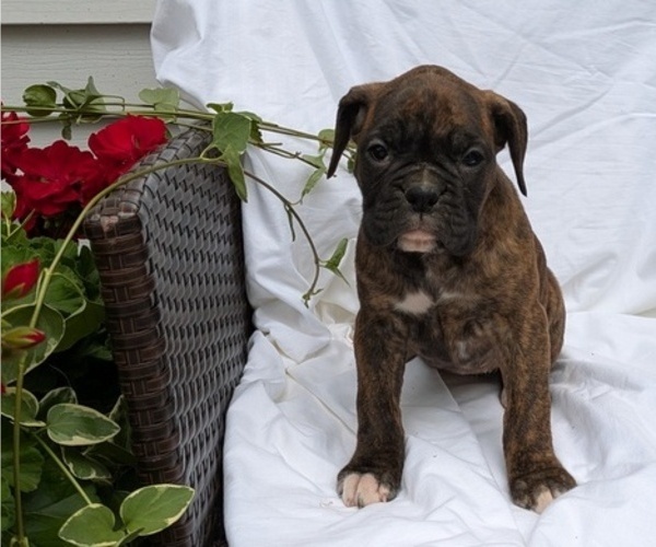 Medium Photo #10 Boxer Puppy For Sale in GOSHEN, IN, USA