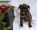 Small Photo #42 Boxer Puppy For Sale in GOSHEN, IN, USA