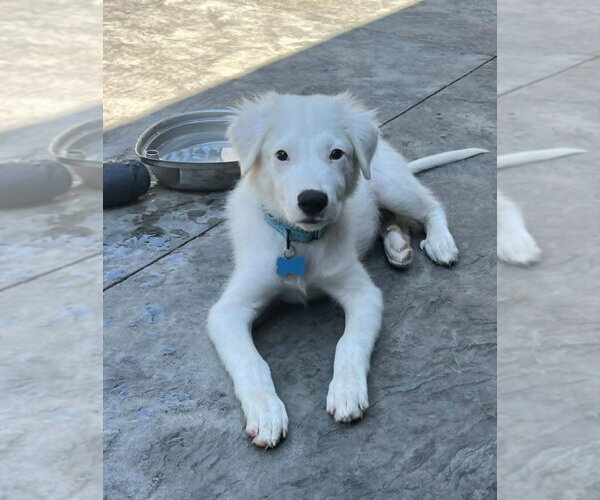 Medium Photo #2 Mutt Puppy For Sale in Andover, MN, USA