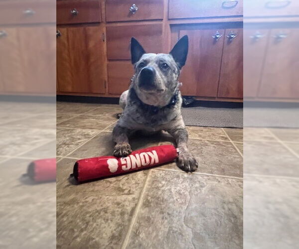 Medium Photo #1 Mutt Puppy For Sale in Garden City, NY, USA