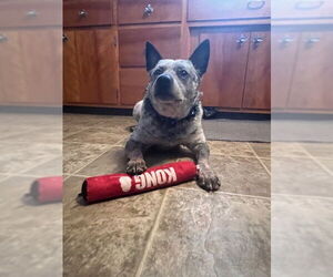 Mutt Dog for Adoption in Garden City, New York USA