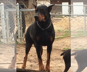 Father of the Doberman Pinscher puppies born on 11/11/2021