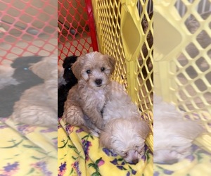 Maltese-Poodle (Standard) Mix Puppy for sale in STOCKTON, CA, USA