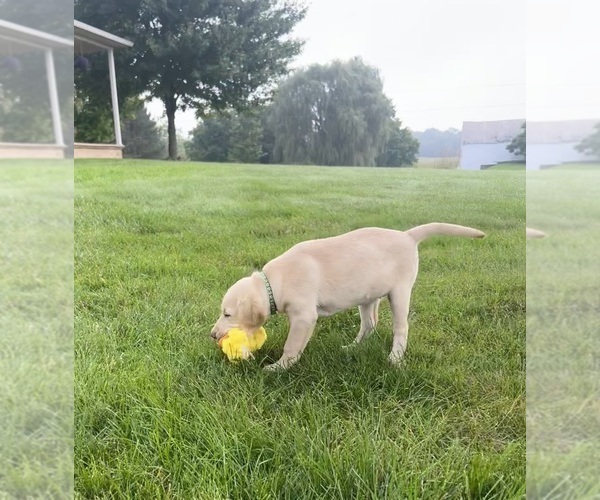 Medium Photo #11 Labrador Retriever Puppy For Sale in FREDERICKSBG, OH, USA