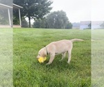 Oakley - Female Labrador Retriever Puppy for Sale - Photo #11