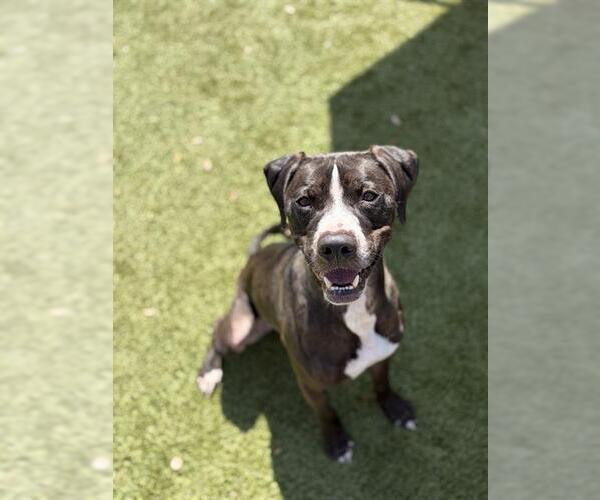 Medium Photo #3 Labrador Retriever-Unknown Mix Puppy For Sale in Newton, NC, USA