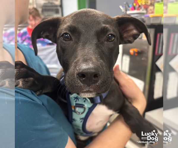 Medium Photo #1 Labrador Retriever-Unknown Mix Puppy For Sale in Washington, DC, USA