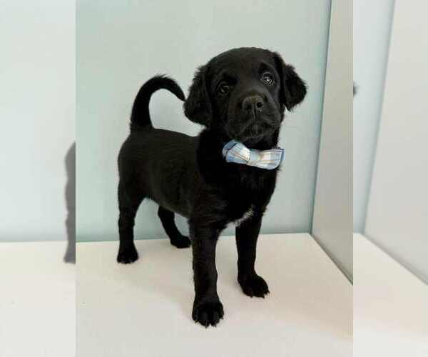 Medium Photo #41 Aussiedoodle-Labradoodle Mix Puppy For Sale in BRYANTOWN, MD, USA