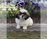 Image preview for Ad Listing. Nickname: Puppies