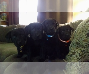 Labrador Retriever-Unknown Mix Puppy for sale in LYONS, OR, USA