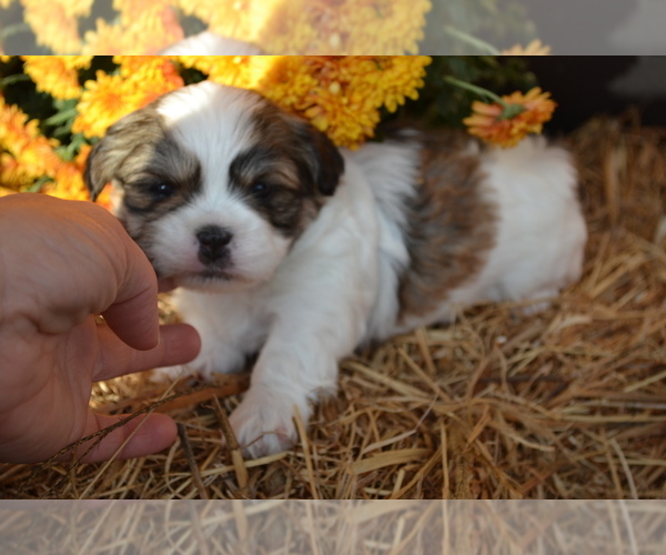 Medium Photo #3 Mal-Shi Puppy For Sale in GREENWOOD, WI, USA