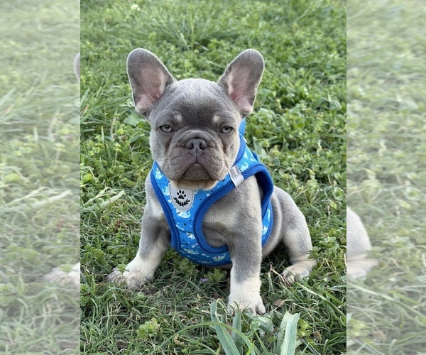 Medium Photo #5 French Bulldog Puppy For Sale in JACKSBORO, TX, USA