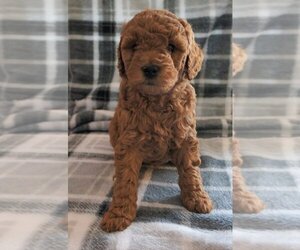 Goldendoodle-Poodle (Toy) Mix Puppy for sale in BOON, MI, USA