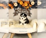 Small #2 Pomsky