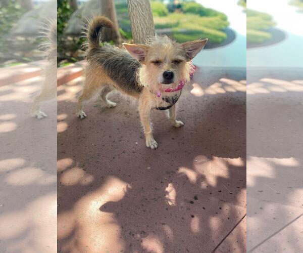 Medium Photo #11 Mutt Puppy For Sale in La Verne, CA, USA