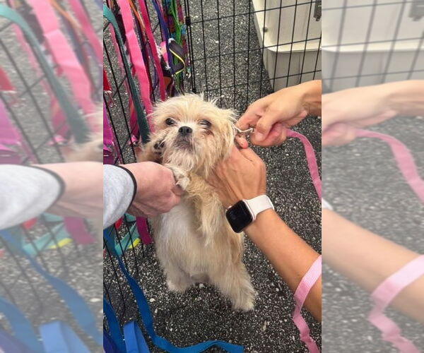 Medium Photo #6 Shih Tzu-Unknown Mix Puppy For Sale in Grafton, WI, USA