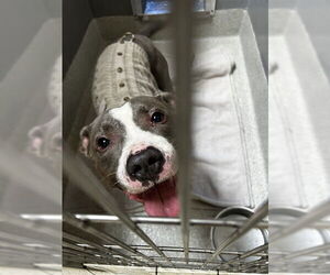 American Pit Bull Terrier Dogs for adoption in Alameda, CA, USA