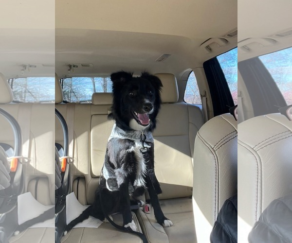 Medium Photo #3 Border Collie-Unknown Mix Puppy For Sale in Uwchlan, PA, USA