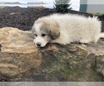 Small Photo #5 Great Pyrenees Puppy For Sale in LEITCHFIELD, KY, USA